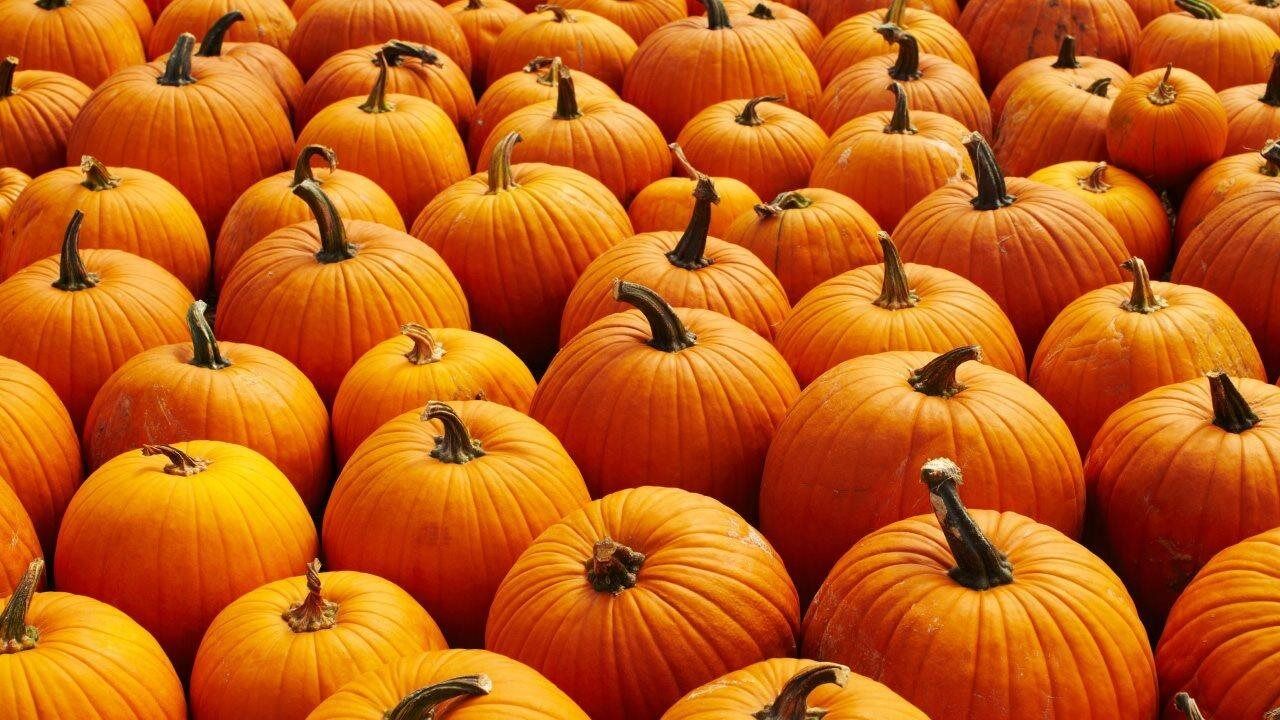 44% of Americans say pumpkin spice now costs more — but they’re still buying: New study